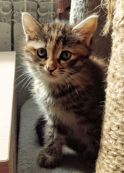 Котёнок в добрые руки