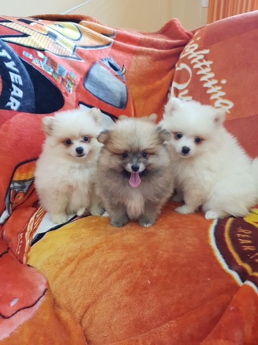 Померан померанчета Гр. София