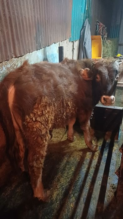 Продам бычка алатауской породы