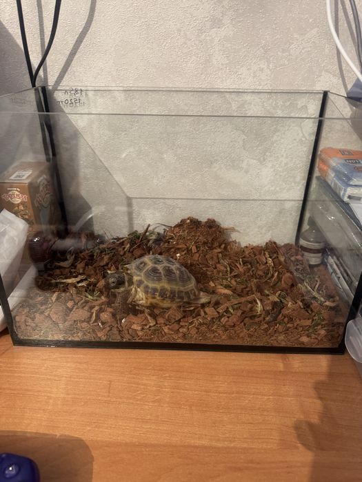 Продам Черепаху.