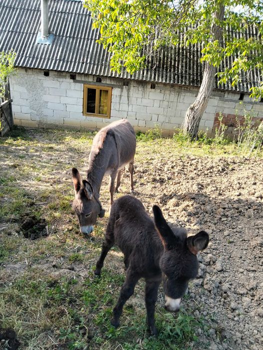 Vând măgărițe 3000 lei bucata tinere ff frumoase și cuminți atașate de om obișnuite cu oile
