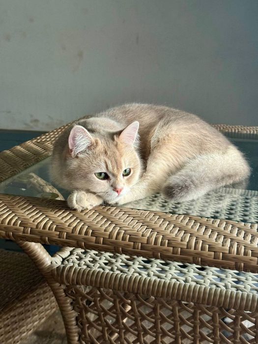 Чистокровный кот