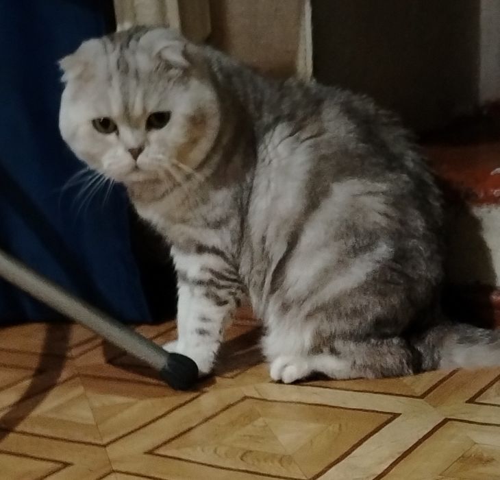 Вязка. Шотландский жених.