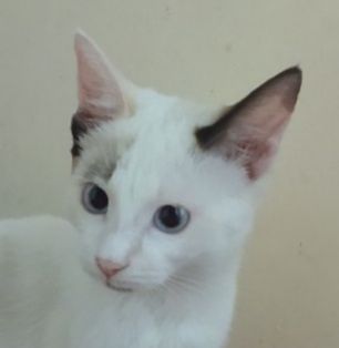 Отдам котёнка-девочку