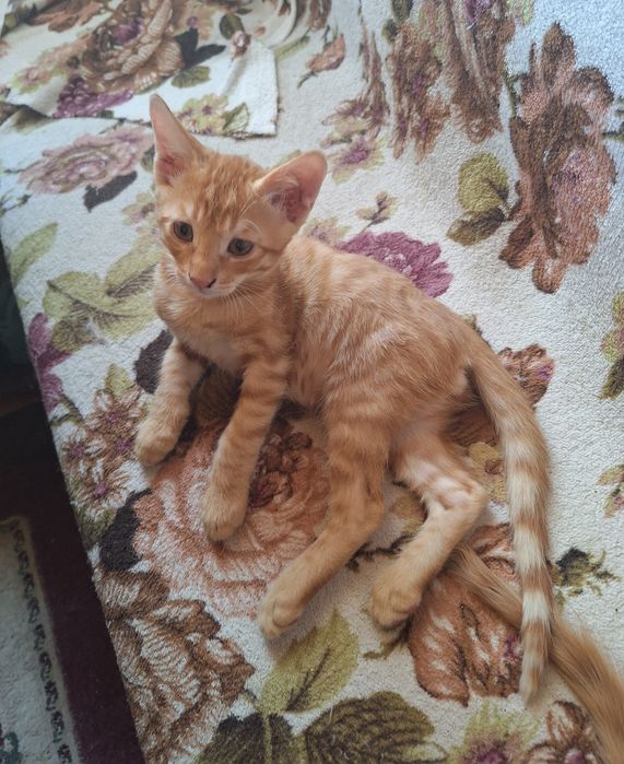 Отдам котят в добрые руки