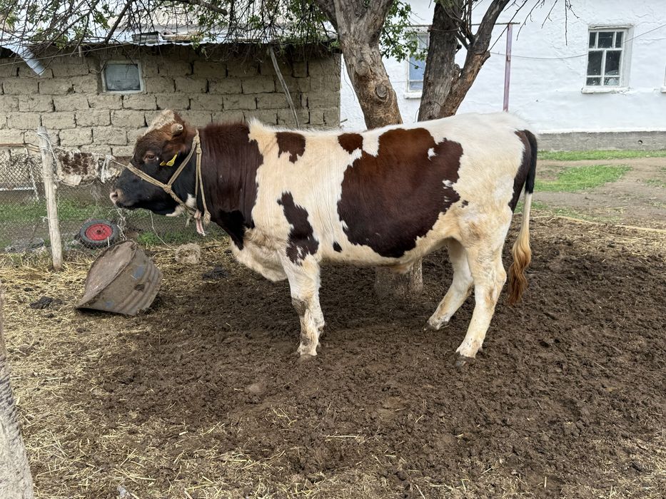 Бык бұқа бычок симентал лимузин сатылады