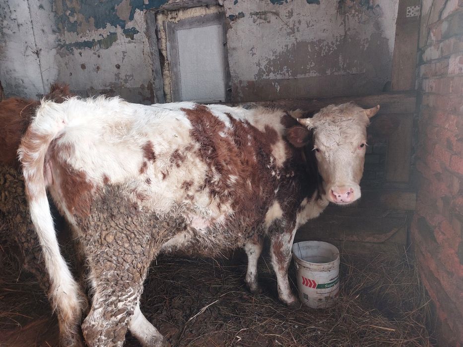 Продам коров тёлок