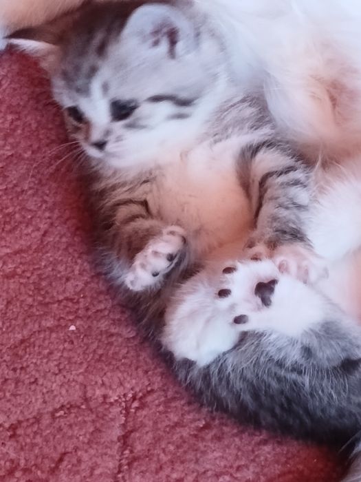 Котята в хорошме руки