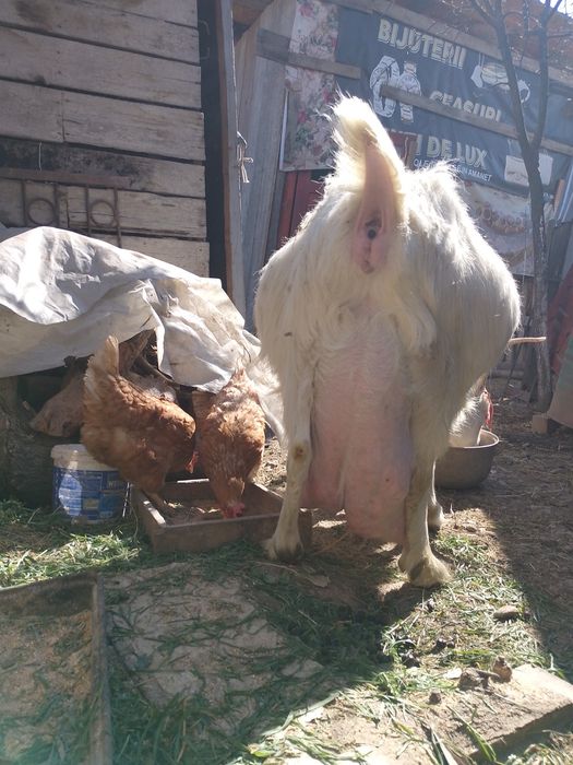 vând țap din capra ciula