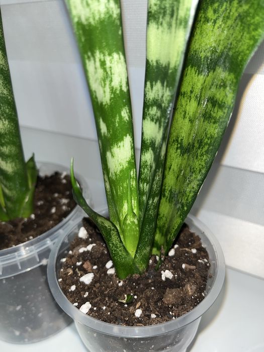 Цветы комнатные. Сансевиерия