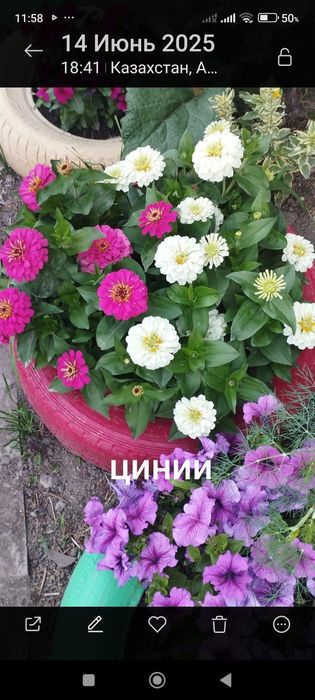 Рассада помидоров, перца, цветов.