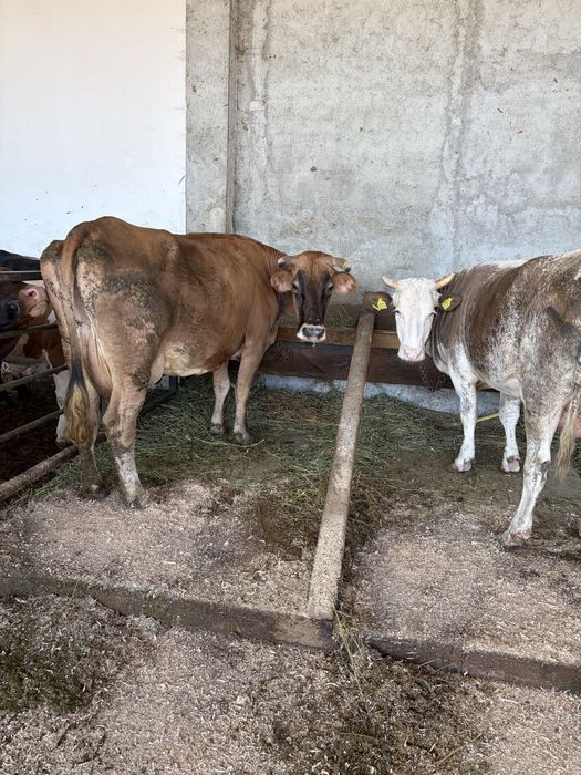 Vand  o vaca bruna si una baltata
