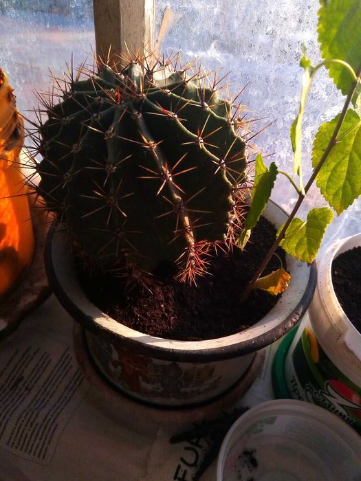 Кактус Эхинопсис Трубкоцветный