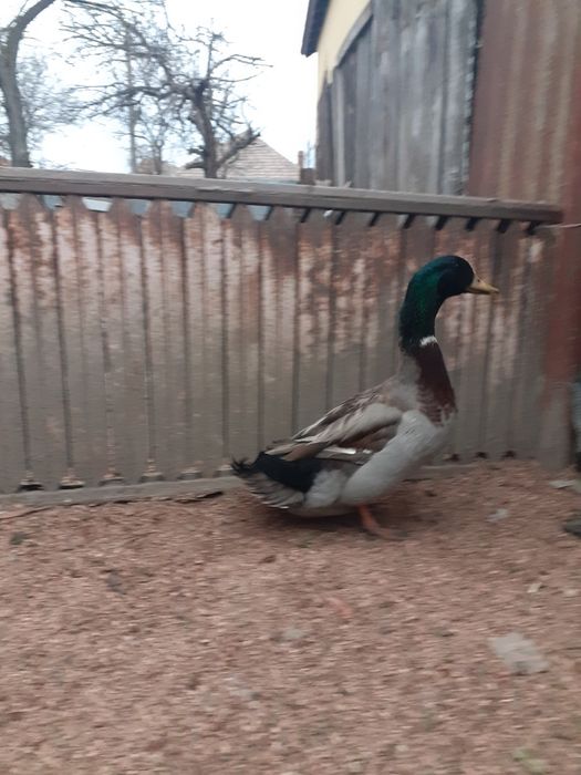 Rațe Rouen de ânzare!re!