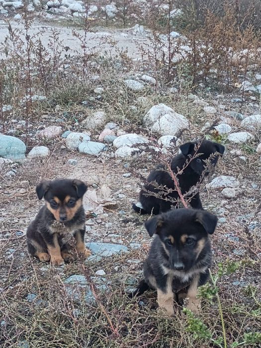 Отдам щенка в ответственные руки