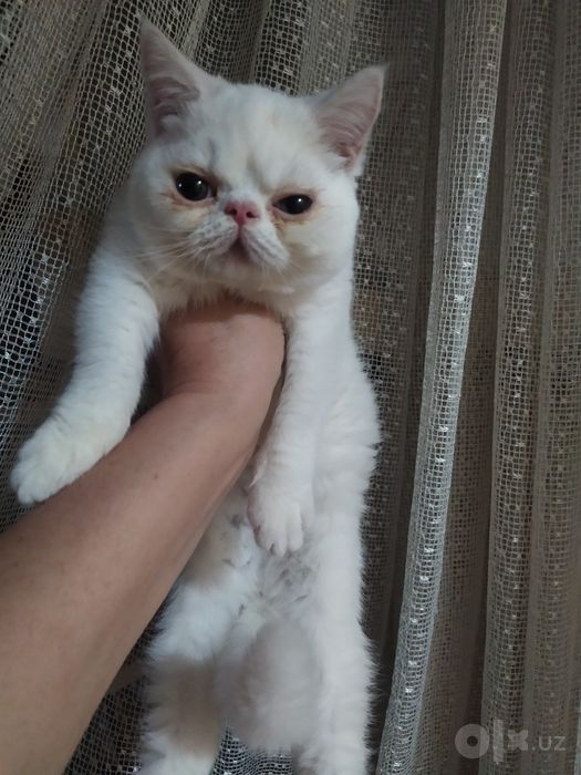 Два кот5нка и один  годовалый мальчик