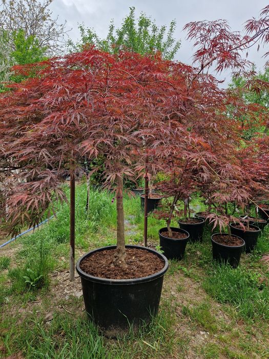 Artari japonezi  în stoc!