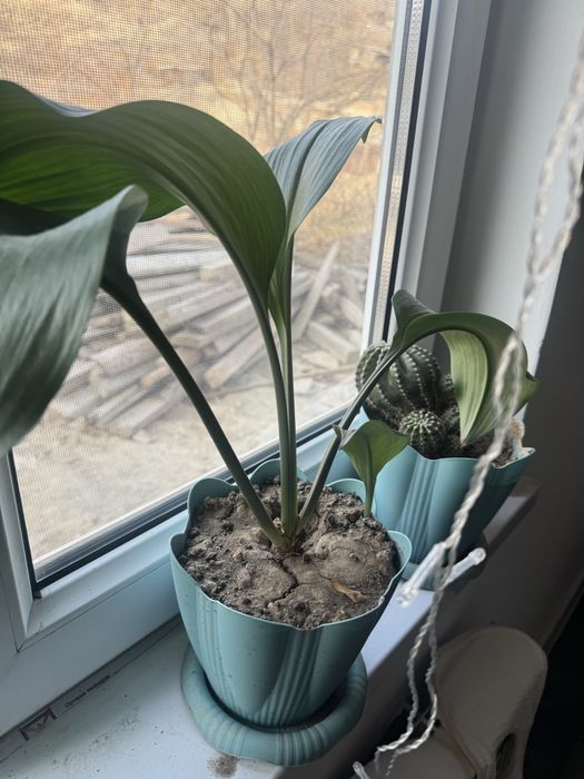 Продам комнатные цветы