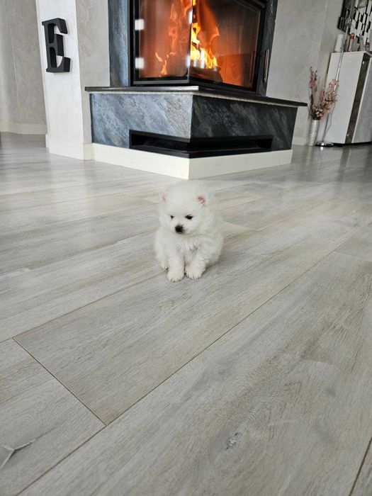 Pomeranian de vânzare