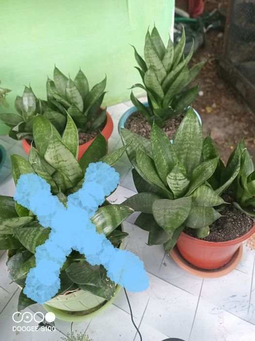 Продам цветы сансивьерию