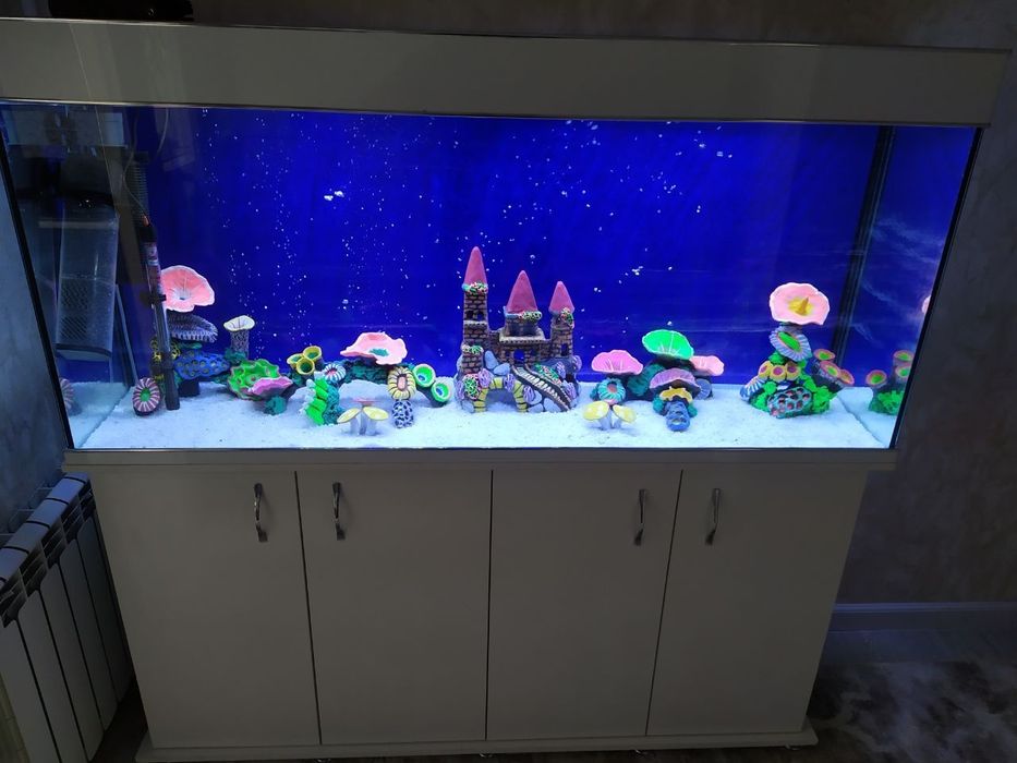 Аквариум Узбекистан заватской