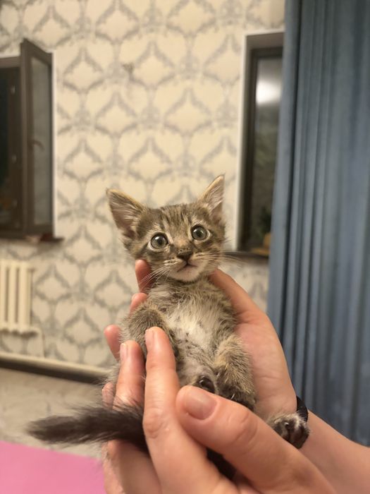 Котенок ищет себе родителей