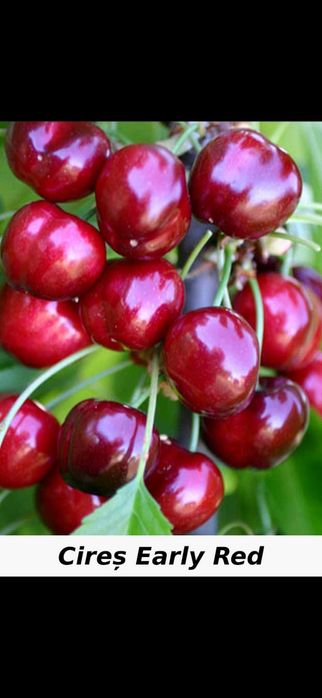 Alun.Cais.Nuc Chandler.Catina.Afin.Gutui.Mosmon.Paulownia.Afin.Tei.Soc