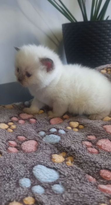 Девочки окрас болю поинт, британскре