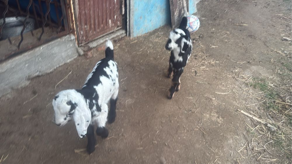 Биталнуб козлики