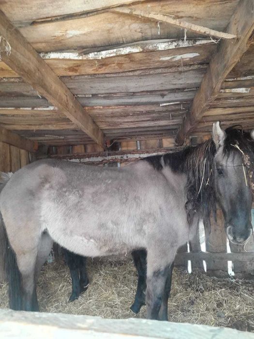 Продам 2 кобылы с жеребятами