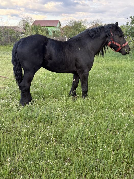 Vand manz negru
