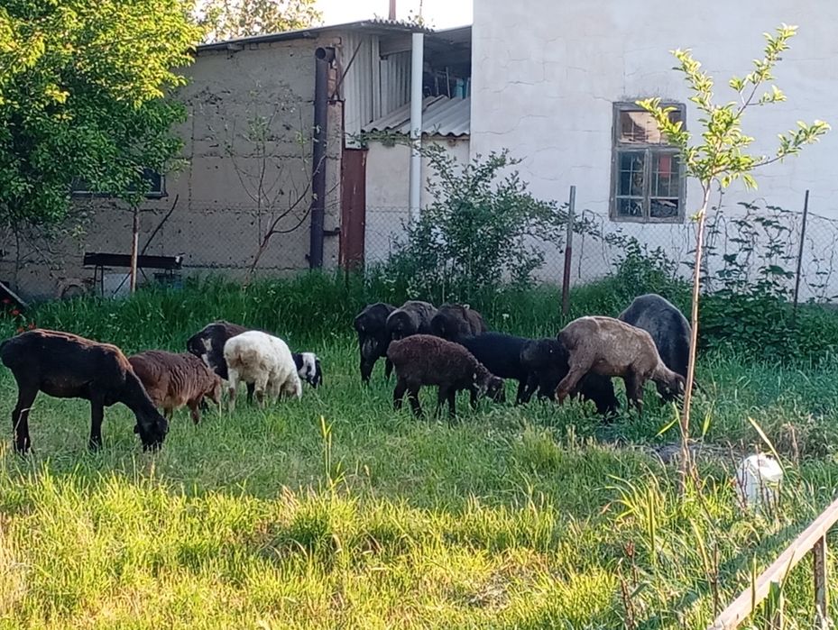 Бараны продам всех не выборочно