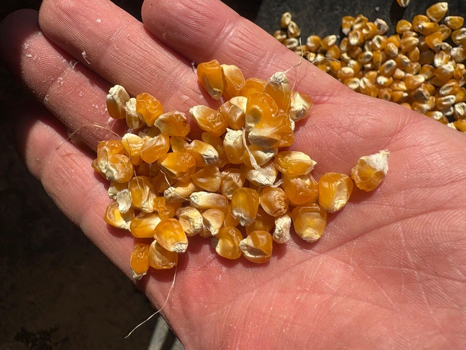 Sămânță porumb zaharat