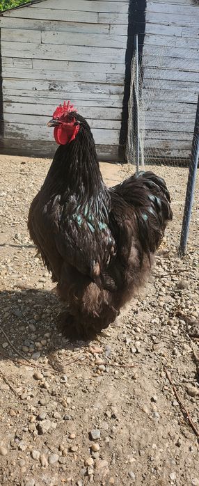 Pui de rasă brahma cochinchina potârnichiu