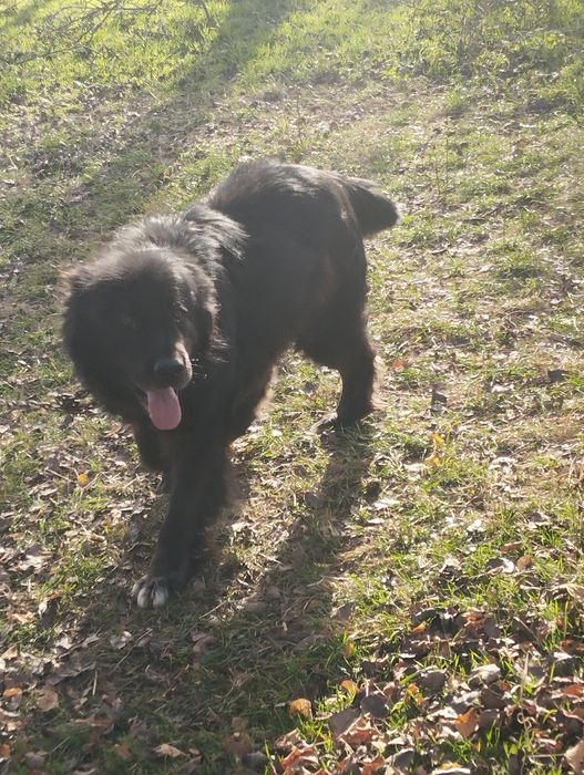 Mascul de corb rasă pură