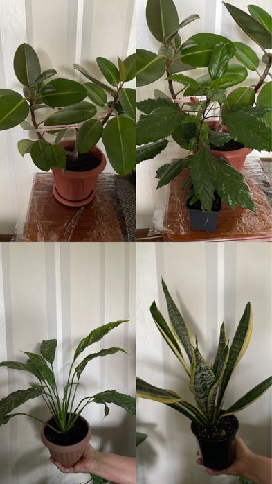 Продам комнатные растения