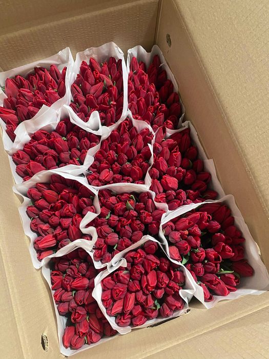 Тюльпаны оптом в Казахстане – большой выбор сортов