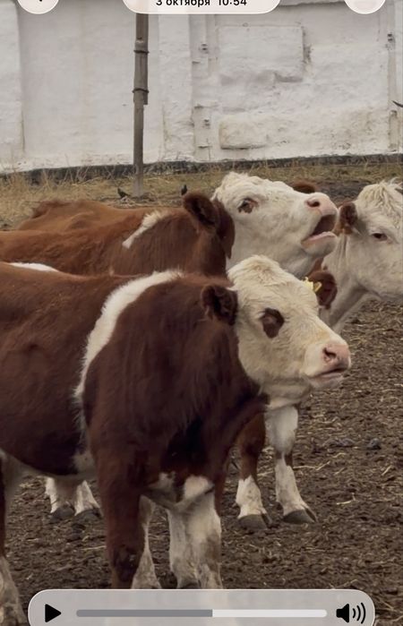 Продам упитанных бычков и тёлочек