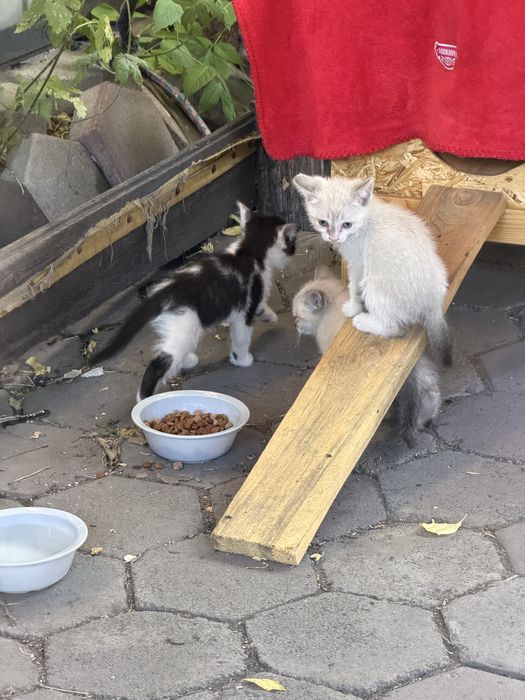 Котята, родились на пасху