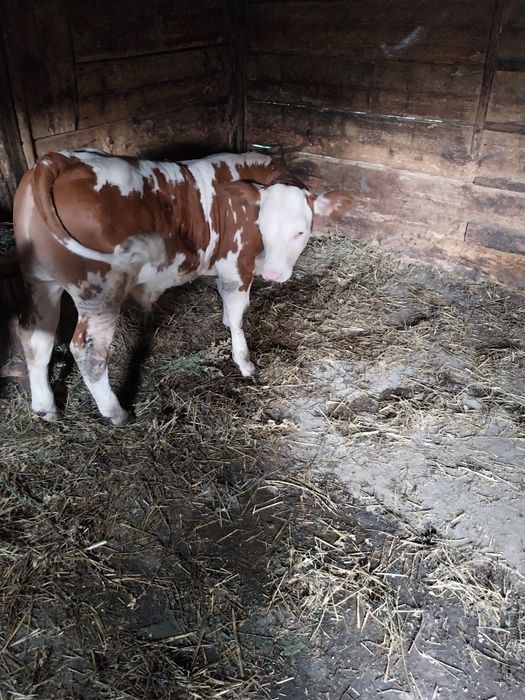 Cereale precum se vede în poză
