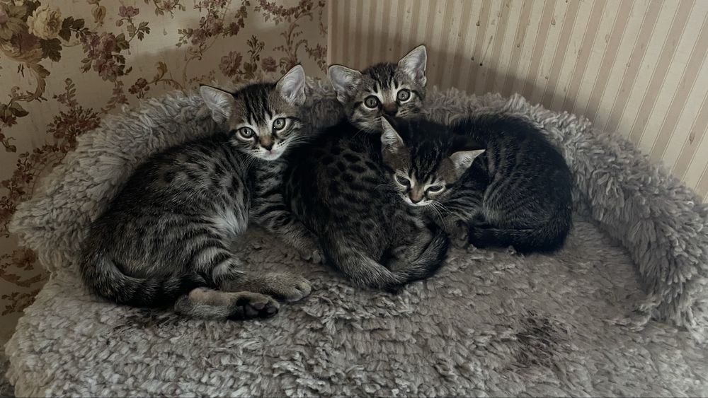 Котята    метисы