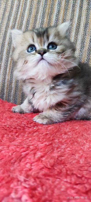 Котята скотиш страйт