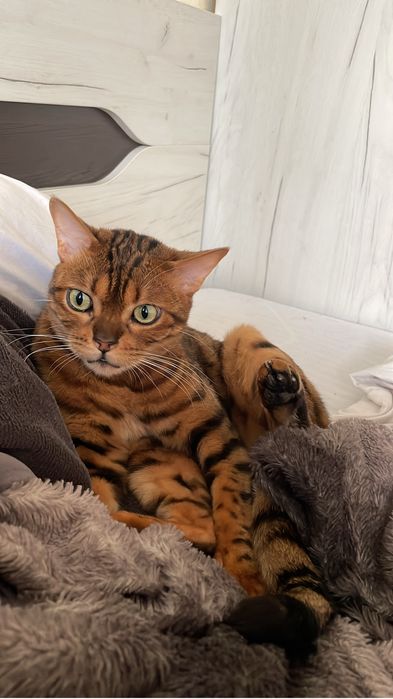 Бенгальский кот