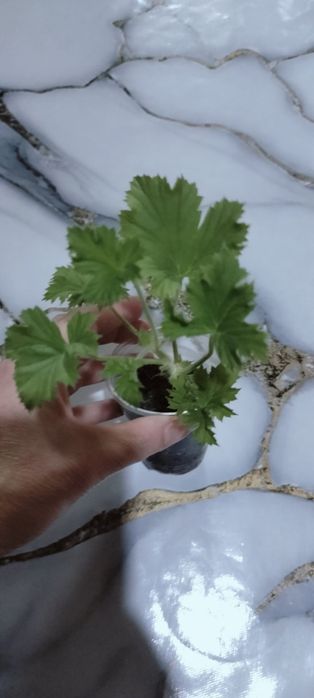 Пеларгония королевская черный принц.