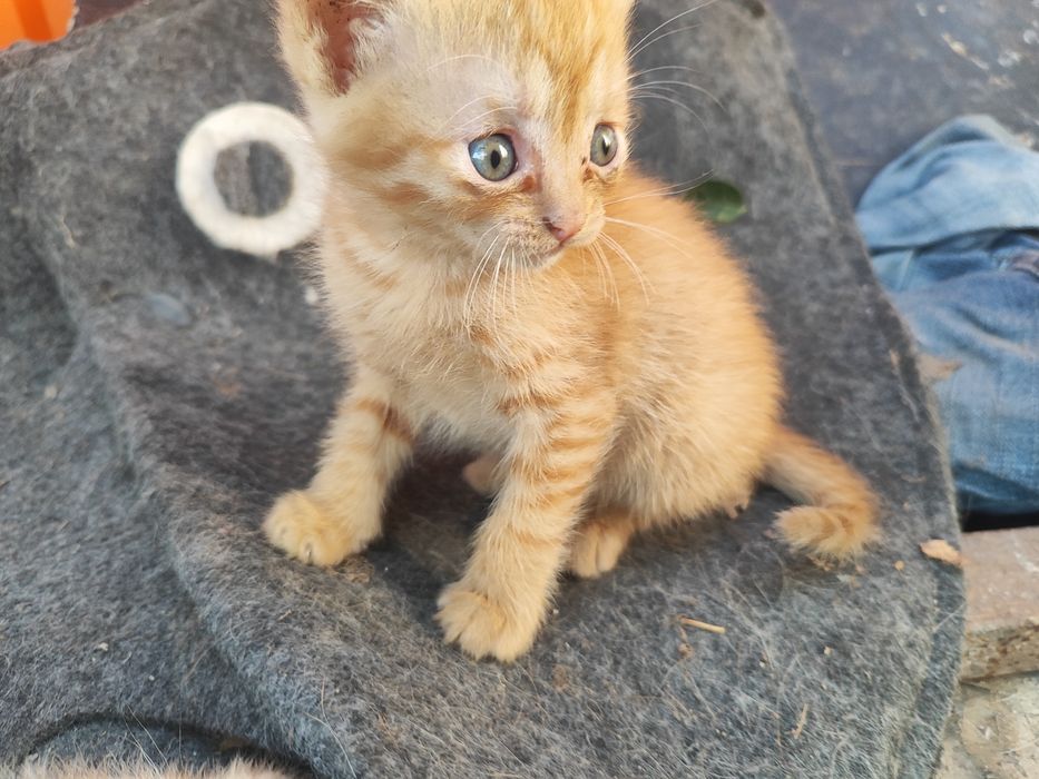 Отдам котят в хорошие руки