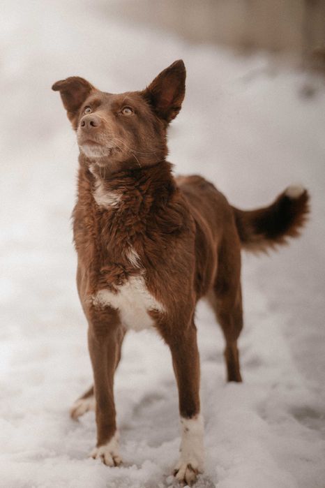 Собака Шоколадка в добрые руки