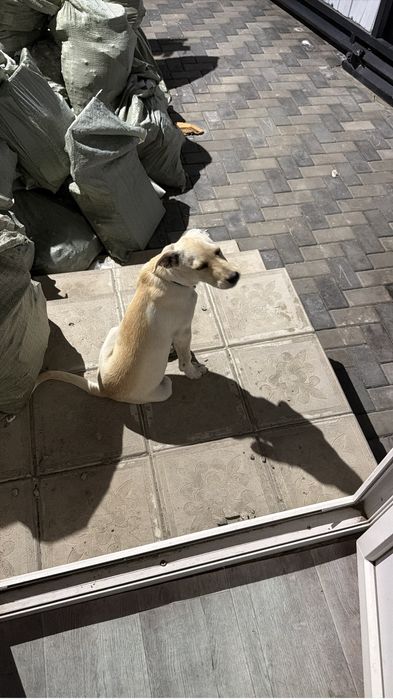 Отдадим щенка смесь лабрадор