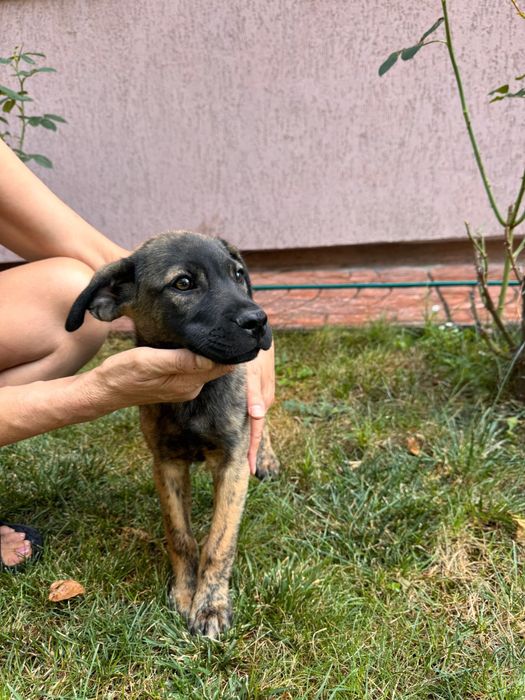 Catelusi spre adoptie