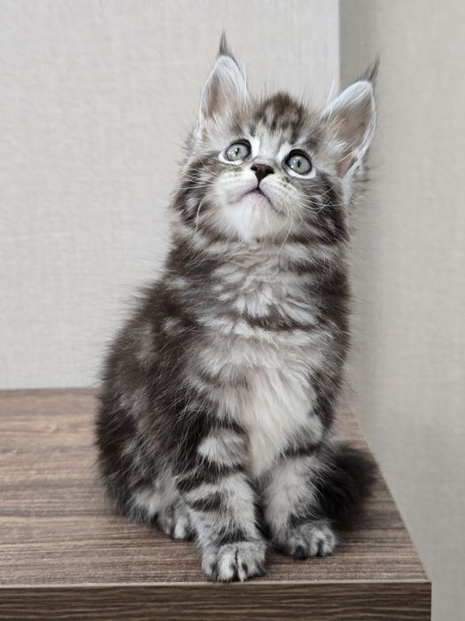 Мейн-кун девочка