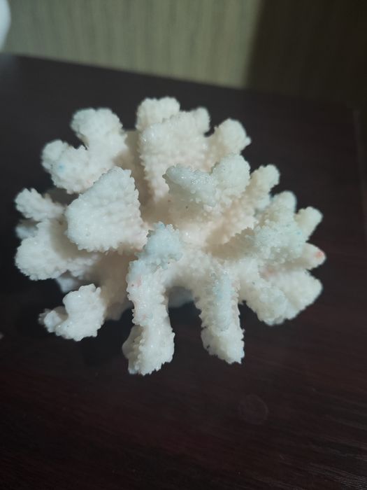 Akvaryum uchun korallar